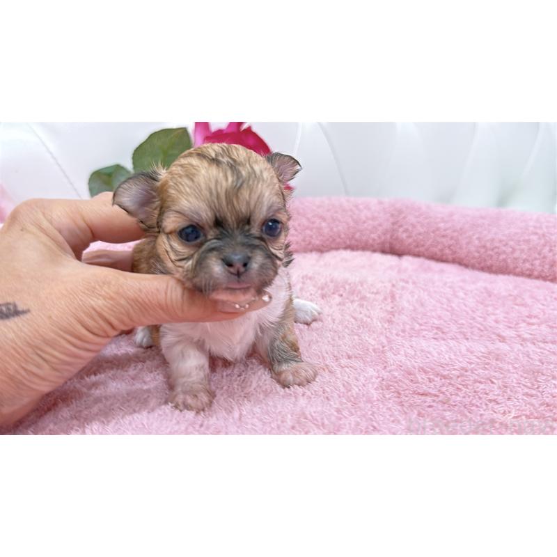 販売中の埼玉県のチワワ(ロングコート)-422976の13枚目