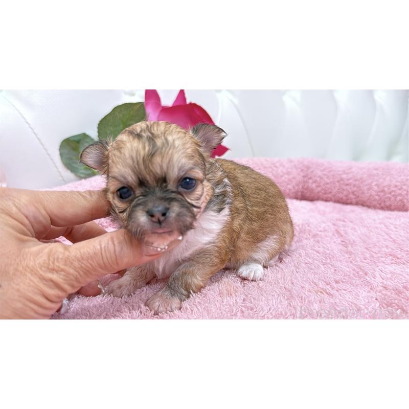 販売中の埼玉県のチワワ(ロングコート)-422976の12枚目