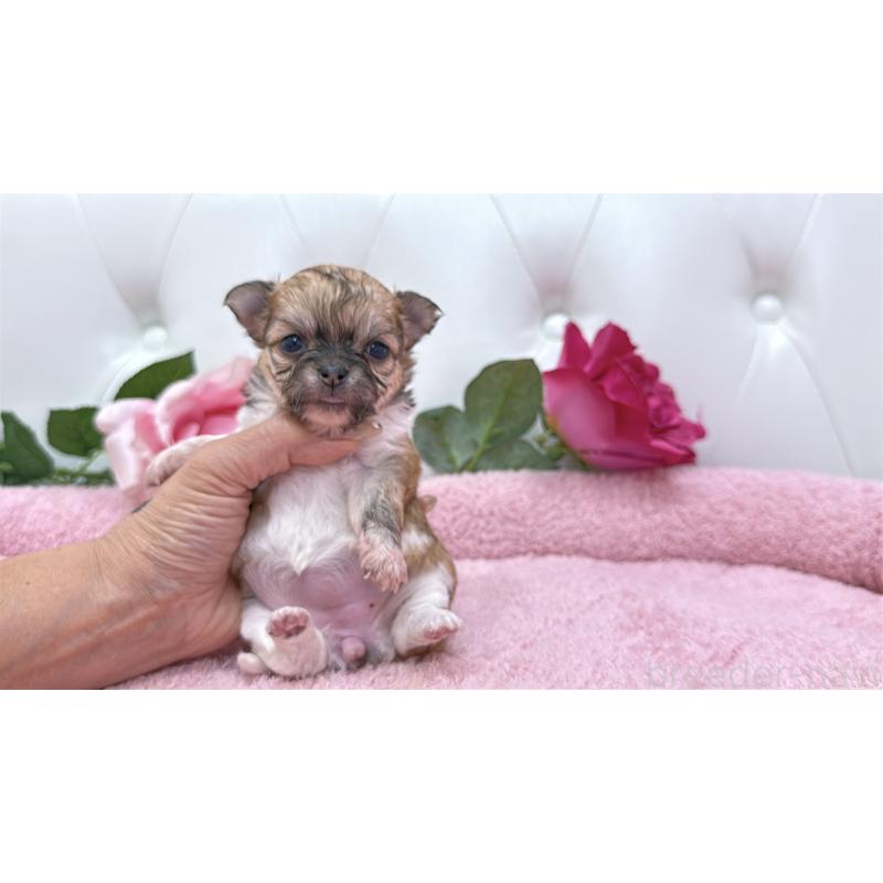 販売中の埼玉県のチワワ(ロングコート)-422976の11枚目