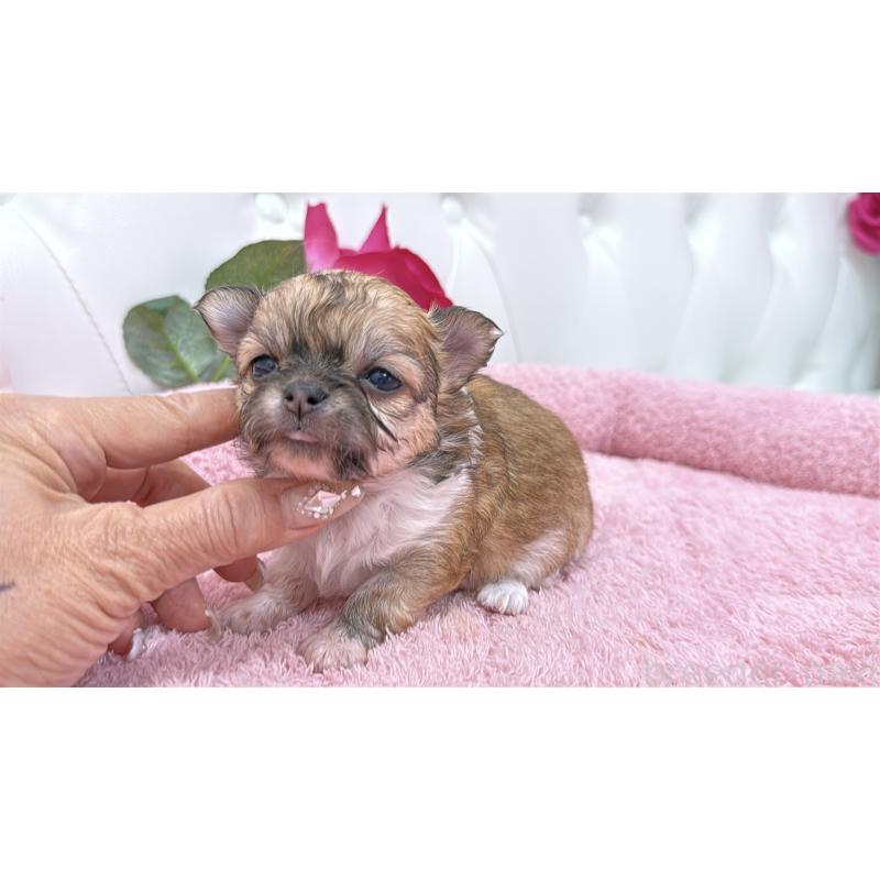 販売中の埼玉県のチワワ(ロングコート)-422976の10枚目