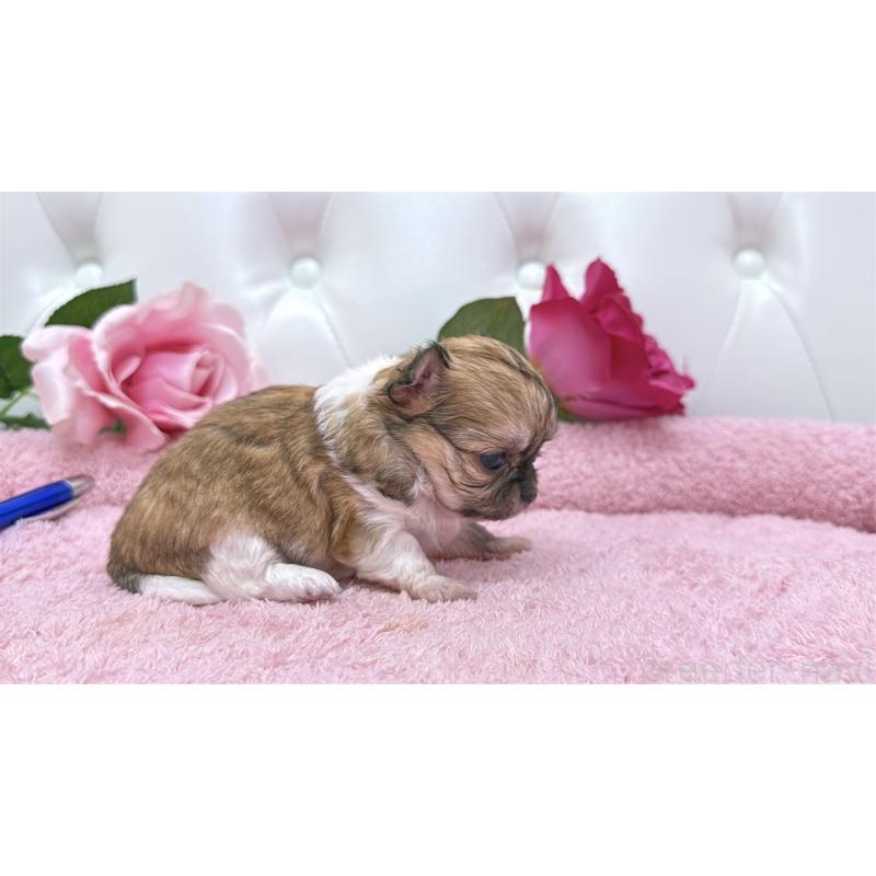 販売中の埼玉県のチワワ(ロングコート)-422976の9枚目