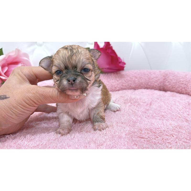 販売中の埼玉県のチワワ(ロングコート)-422976の8枚目