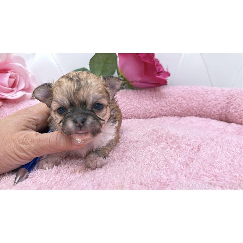 販売中の埼玉県のチワワ(ロングコート)-422976の7枚目