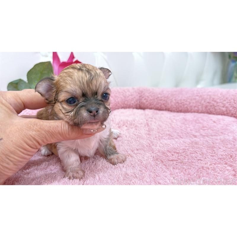 販売中の埼玉県のチワワ(ロングコート)-422976の6枚目