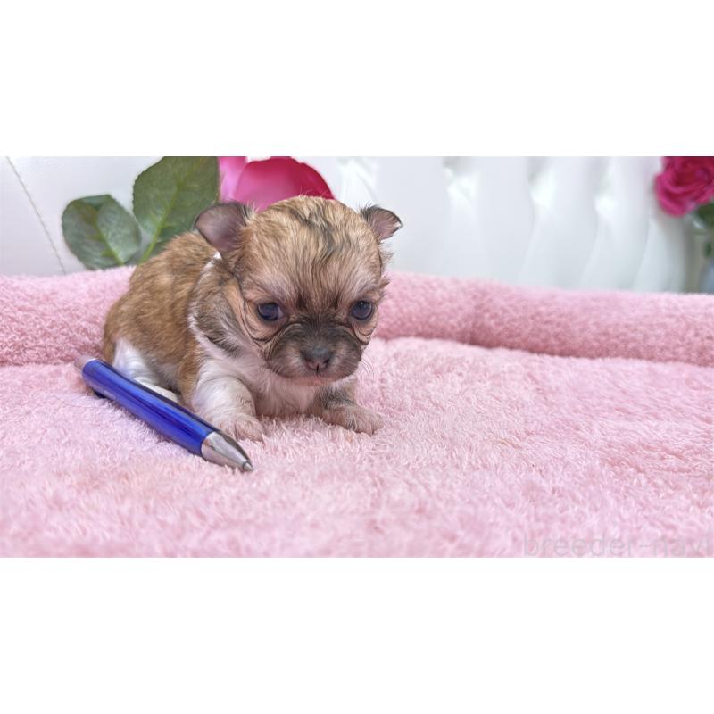 販売中の埼玉県のチワワ(ロングコート)-422976の5枚目