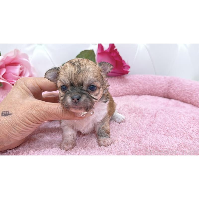 販売中の埼玉県のチワワ(ロングコート)-422976の4枚目