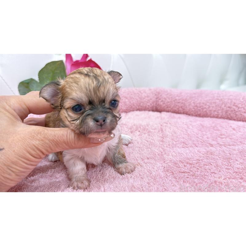 販売中の埼玉県のチワワ(ロングコート)-422976の3枚目