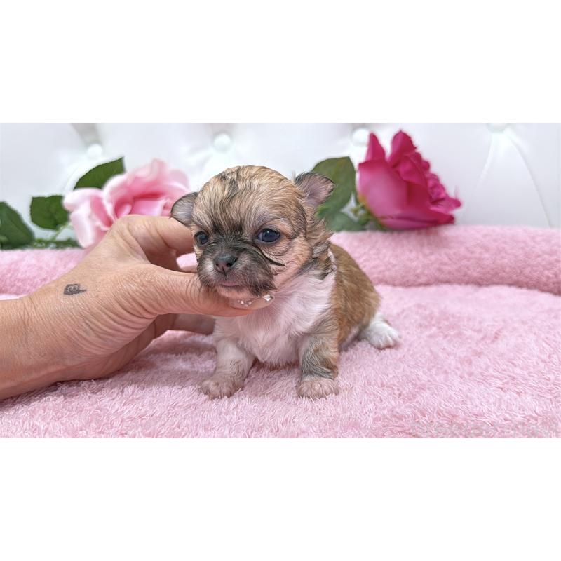 販売中の埼玉県のチワワ(ロングコート)-422976の2枚目