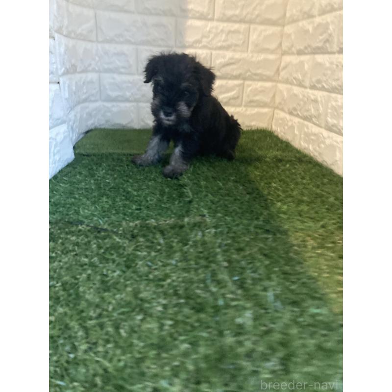 販売中の岡山県のミニチュアシュナウザー-422977の5枚目