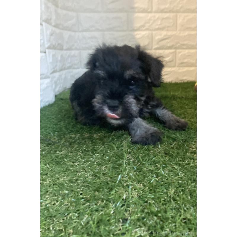 販売中の岡山県のミニチュアシュナウザー-422977の4枚目