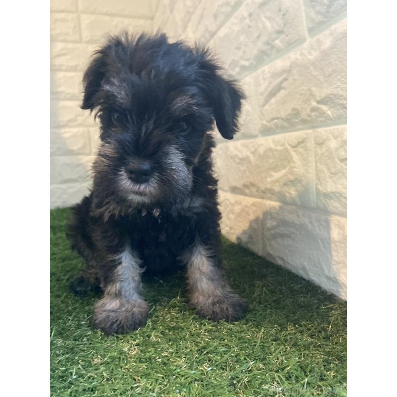 販売中の岡山県のミニチュアシュナウザー-422977の3枚目