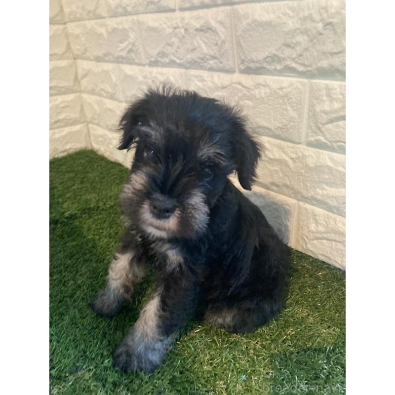 販売中の岡山県のミニチュアシュナウザー-422977の2枚目