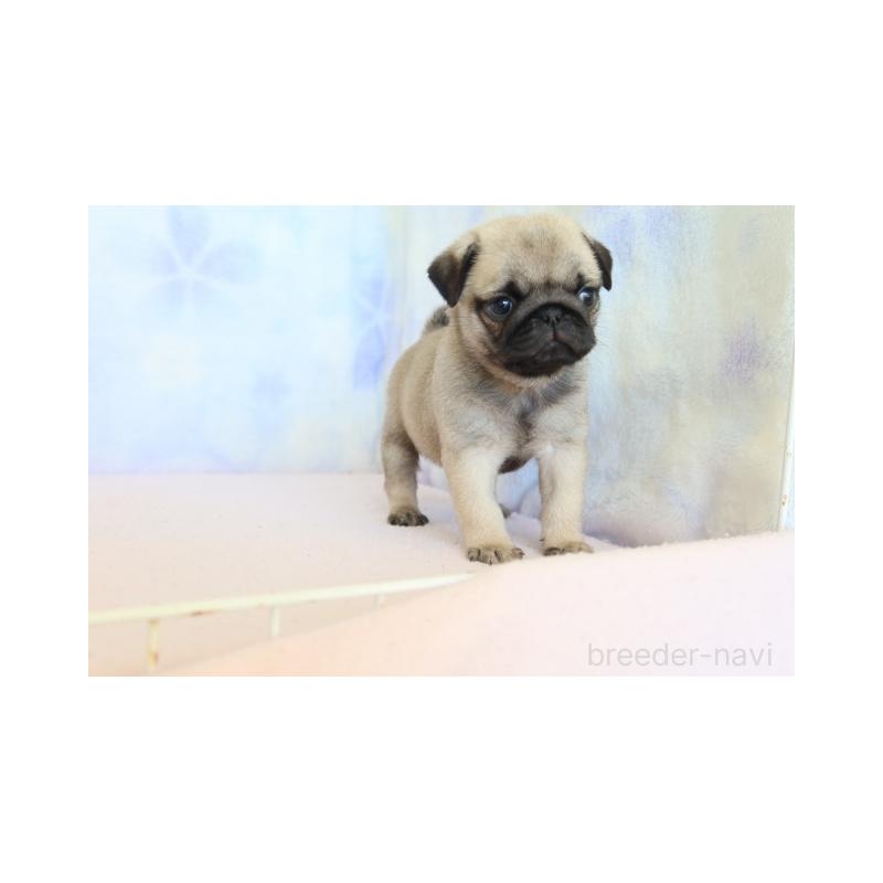 販売中の熊本県のパグ-422978の2枚目
