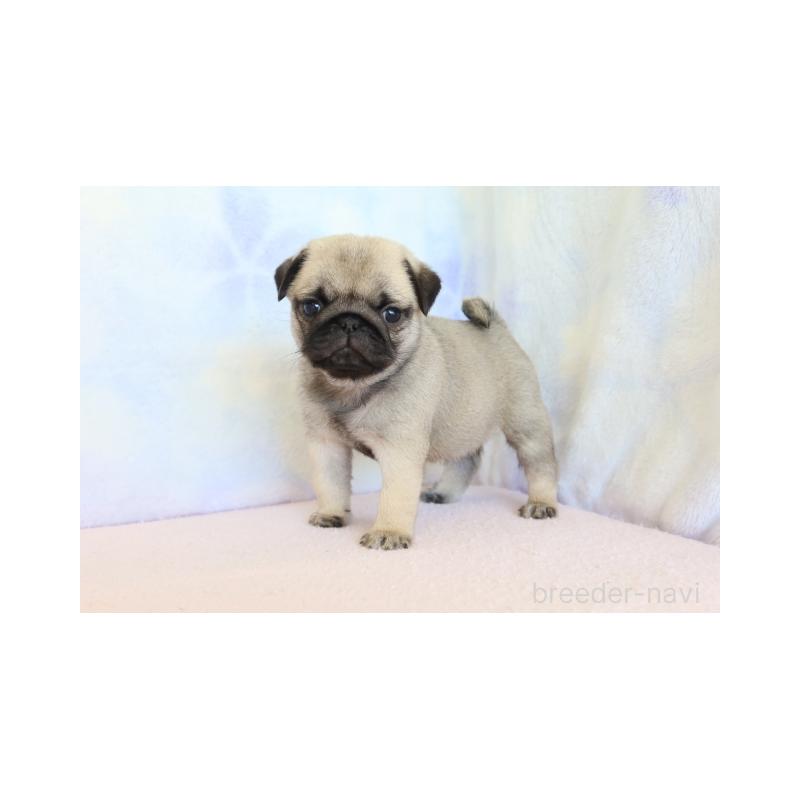 販売中の熊本県のパグ-422978