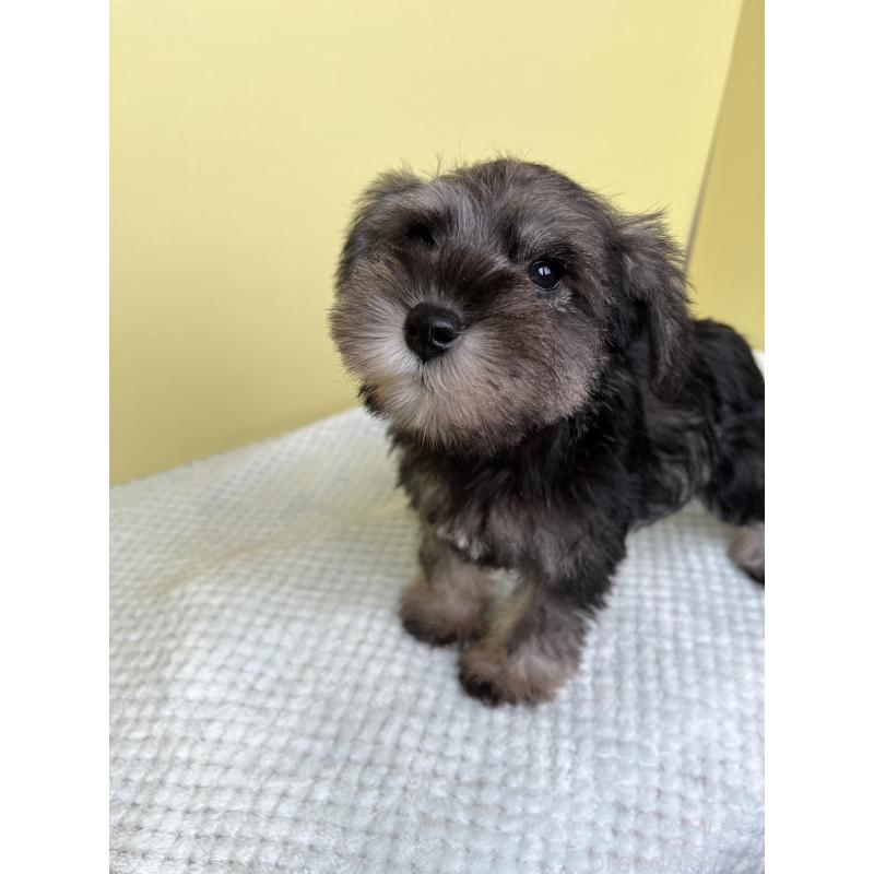 成約済の東京都のミニチュアシュナウザー-415565の4枚目