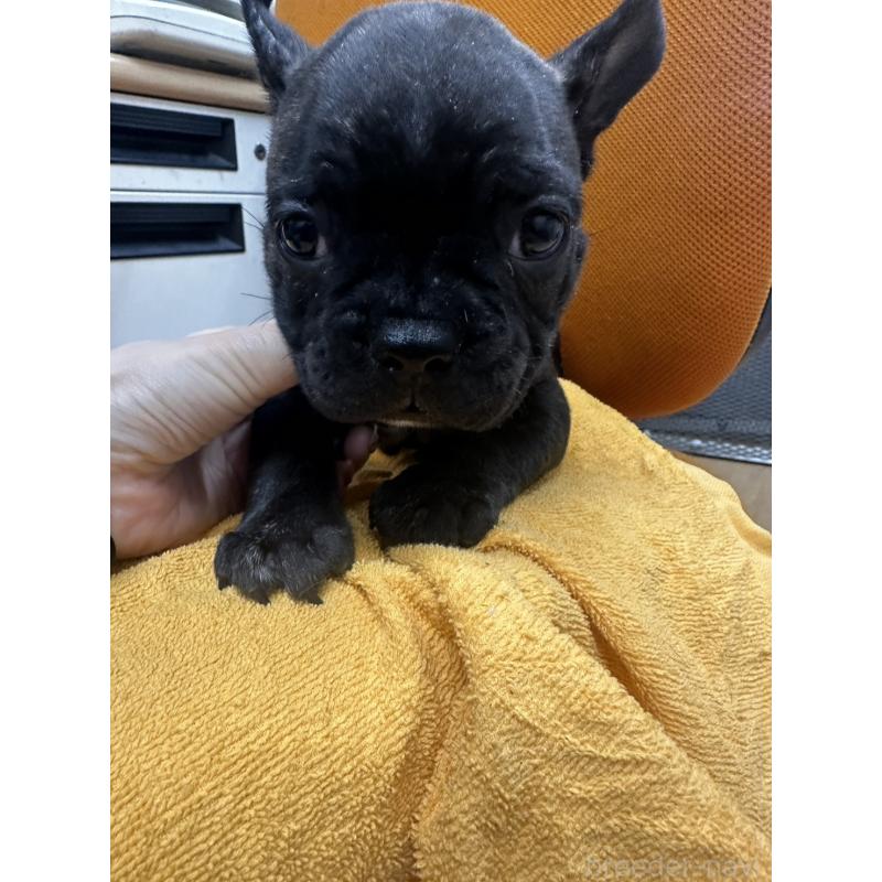販売中の千葉県のフレンチブルドッグ-422983の6枚目
