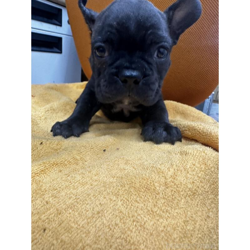 販売中の千葉県のフレンチブルドッグ-422983の5枚目