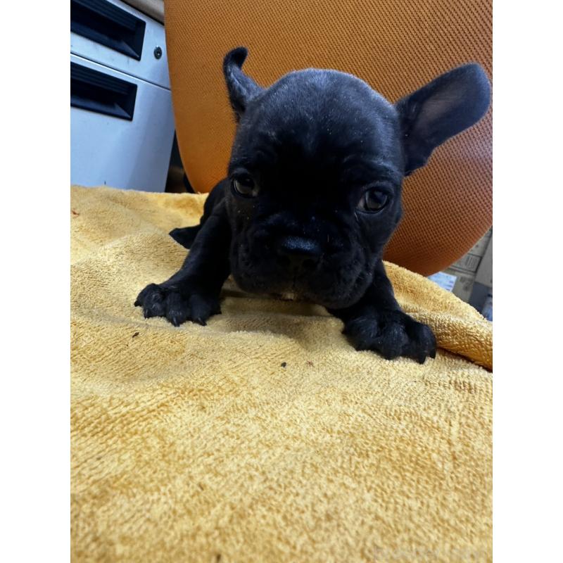 販売中の千葉県のフレンチブルドッグ-422983の4枚目