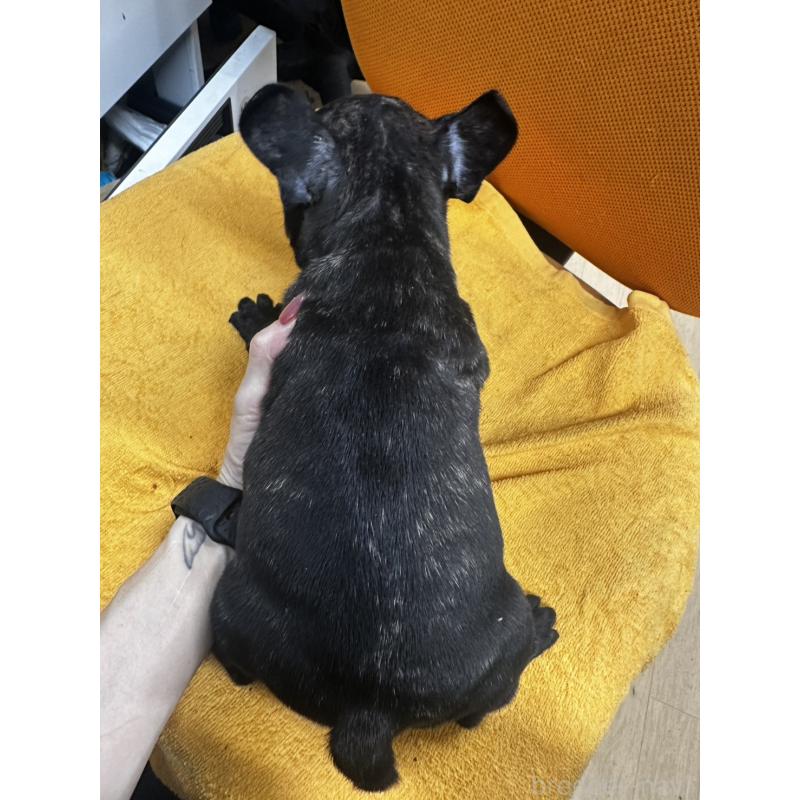 販売中の千葉県のフレンチブルドッグ-422983の3枚目