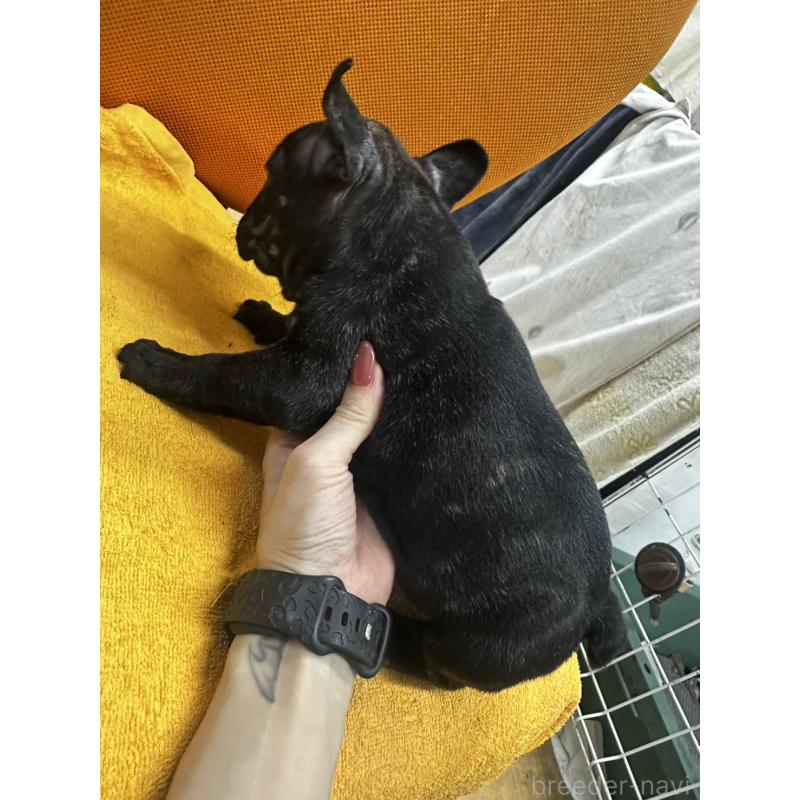 販売中の千葉県のフレンチブルドッグ-422983の2枚目