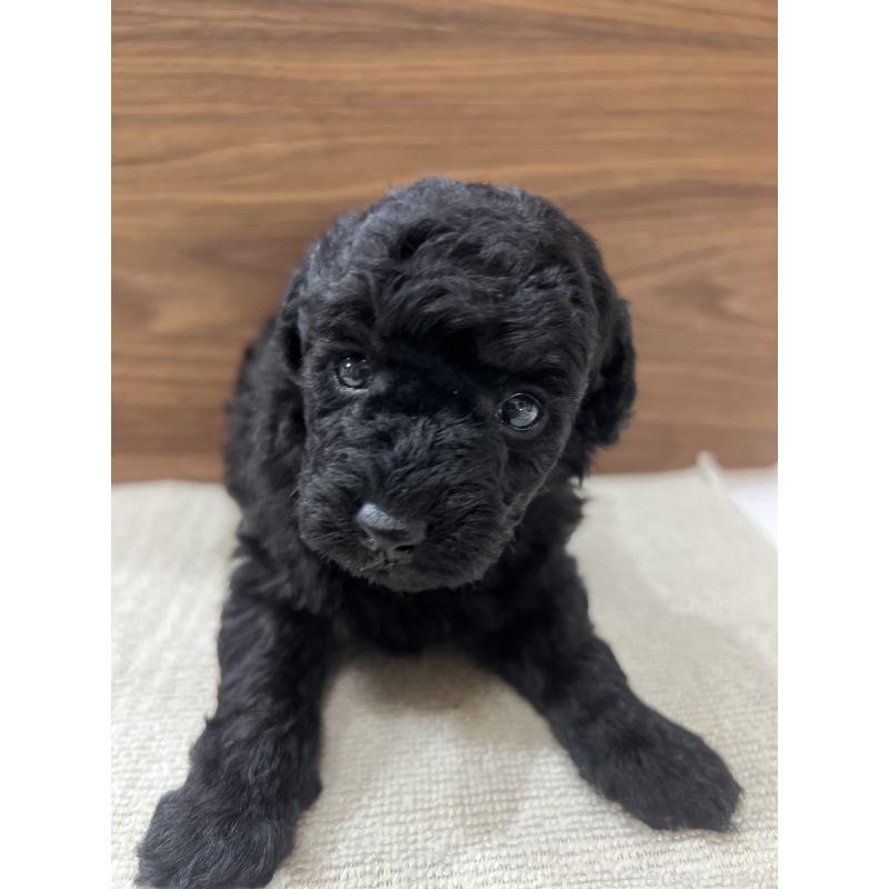 販売中の兵庫県のタイニープードル-422987の5枚目