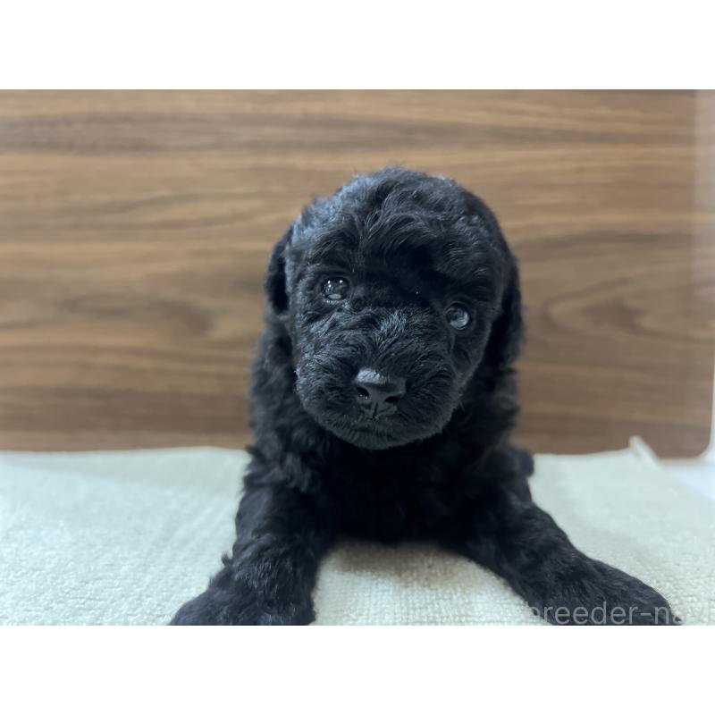 販売中の兵庫県のタイニープードル-422987の4枚目