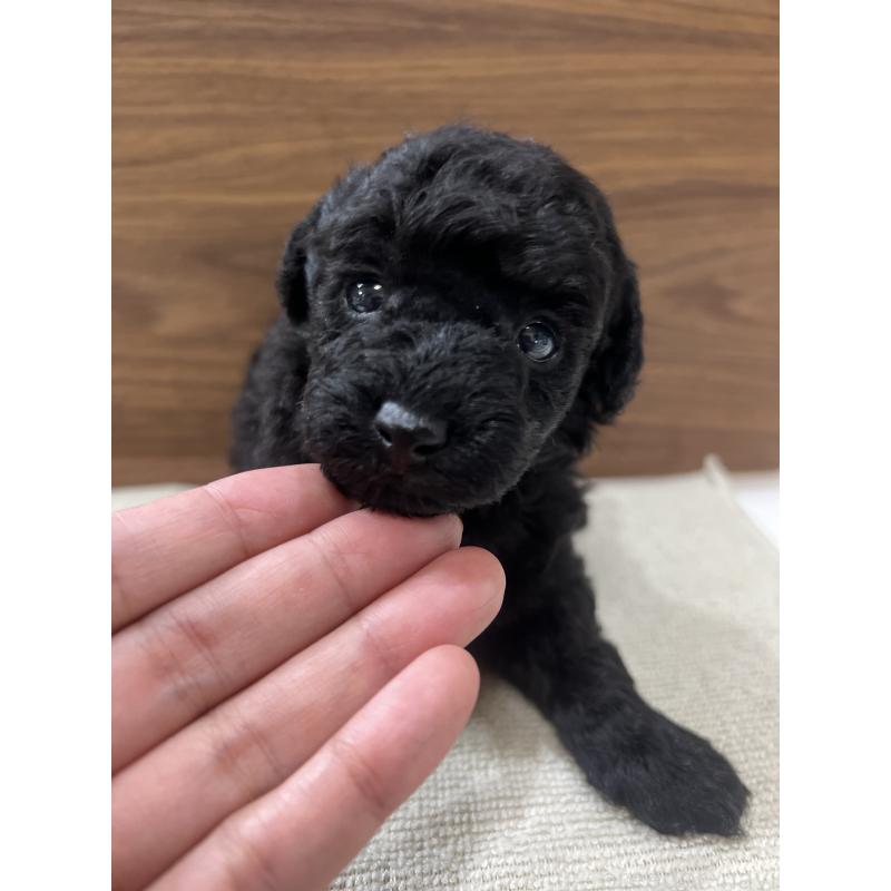 販売中の兵庫県のタイニープードル-422987の3枚目
