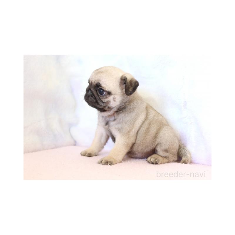 販売中の熊本県のパグ-422986の5枚目