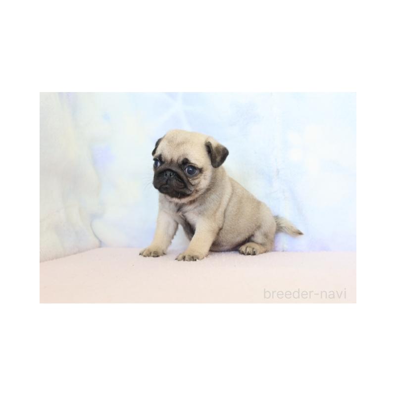 販売中の熊本県のパグ-422986の4枚目