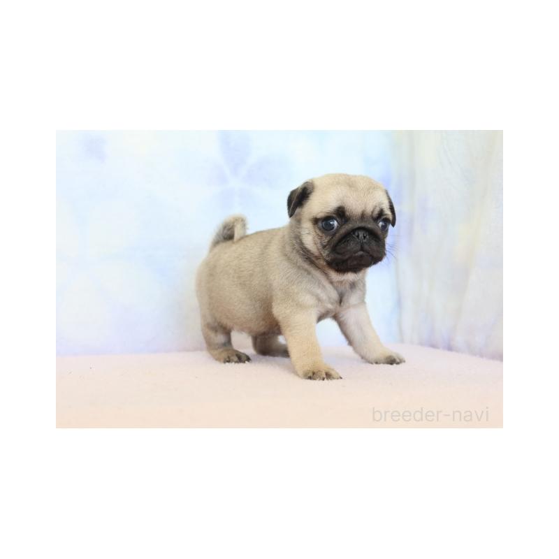 販売中の熊本県のパグ-422986の3枚目