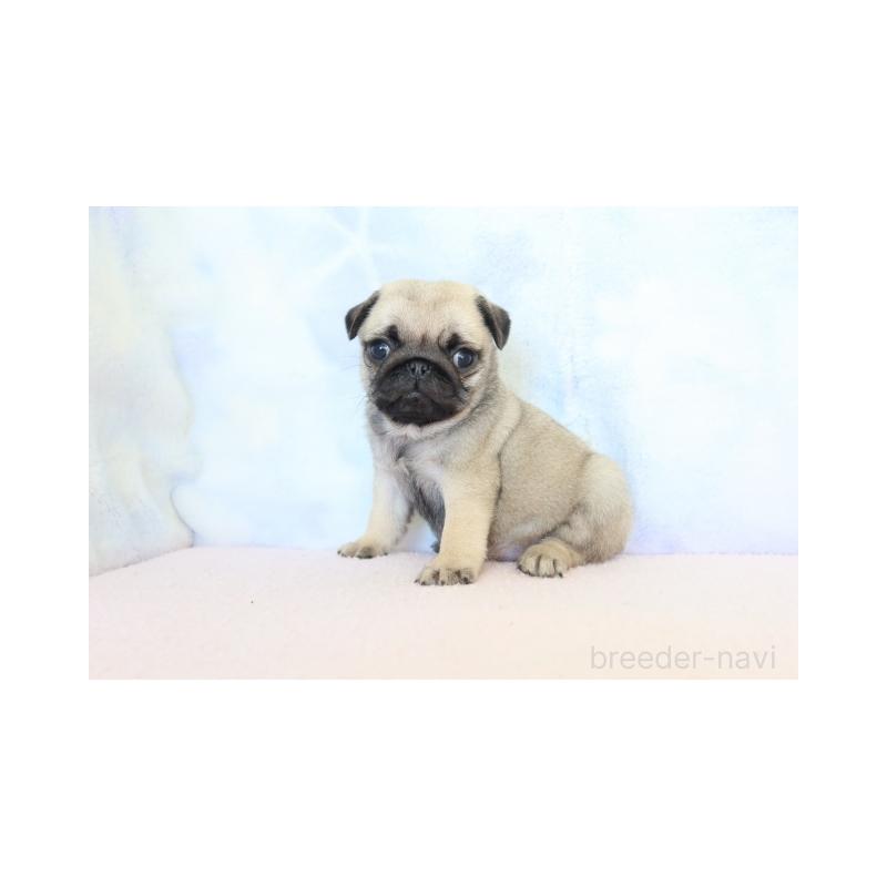 販売中の熊本県のパグ-422986