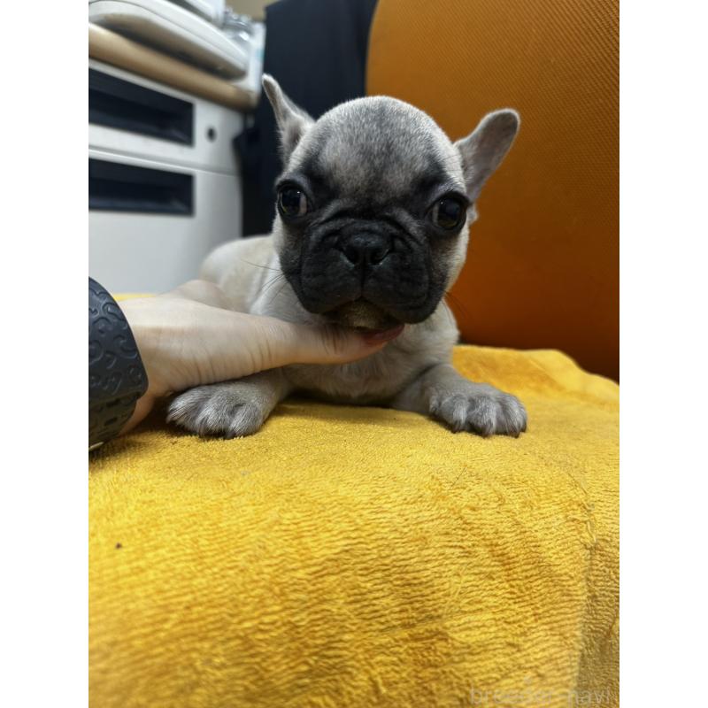 販売中の千葉県のフレンチブルドッグ-422988の7枚目