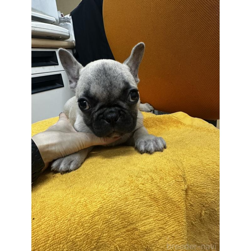 販売中の千葉県のフレンチブルドッグ-422988の6枚目