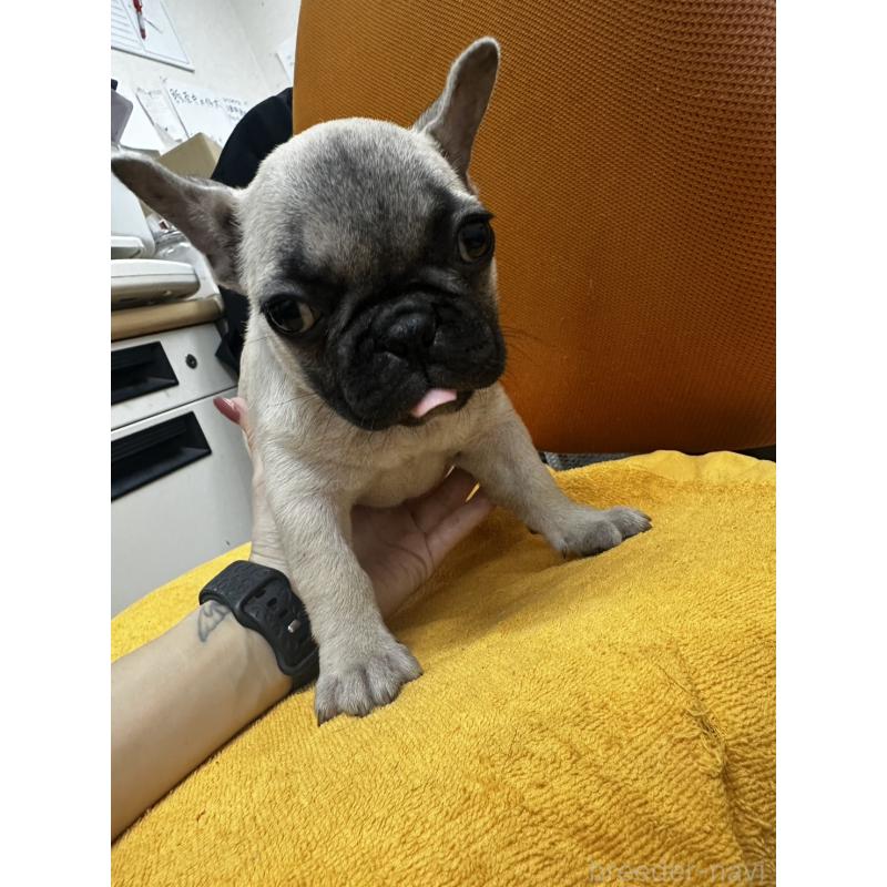 販売中の千葉県のフレンチブルドッグ-422988の5枚目
