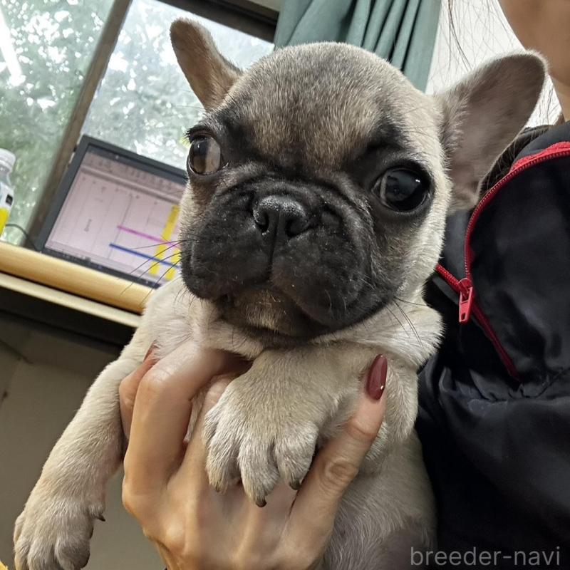 販売中の千葉県のフレンチブルドッグ-422988