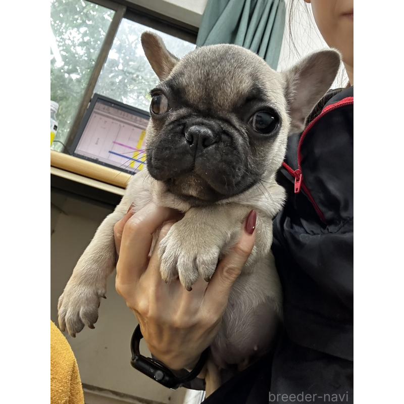 販売中の千葉県のフレンチブルドッグ-422988の2枚目