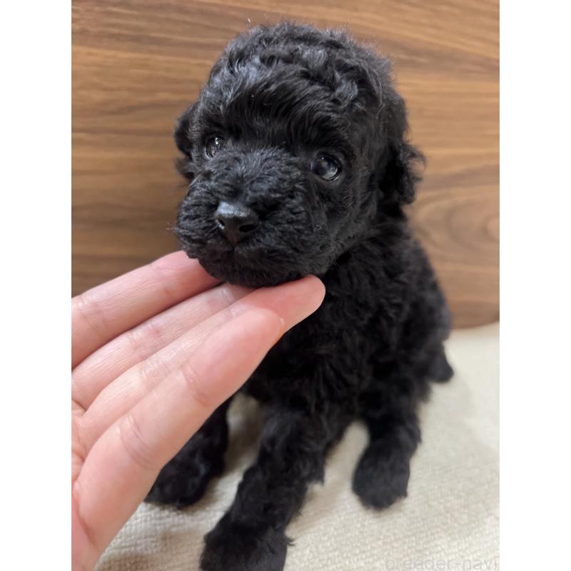 販売中の兵庫県のタイニープードル-422989の5枚目