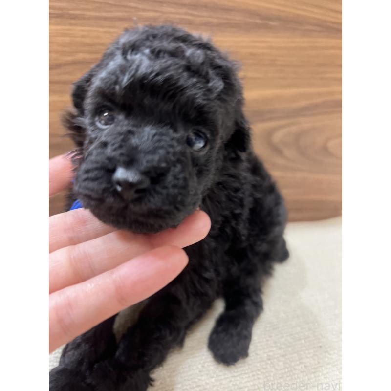 販売中の兵庫県のタイニープードル-422989の4枚目
