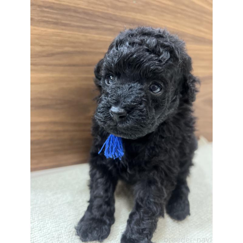 販売中の兵庫県のタイニープードル-422989の3枚目