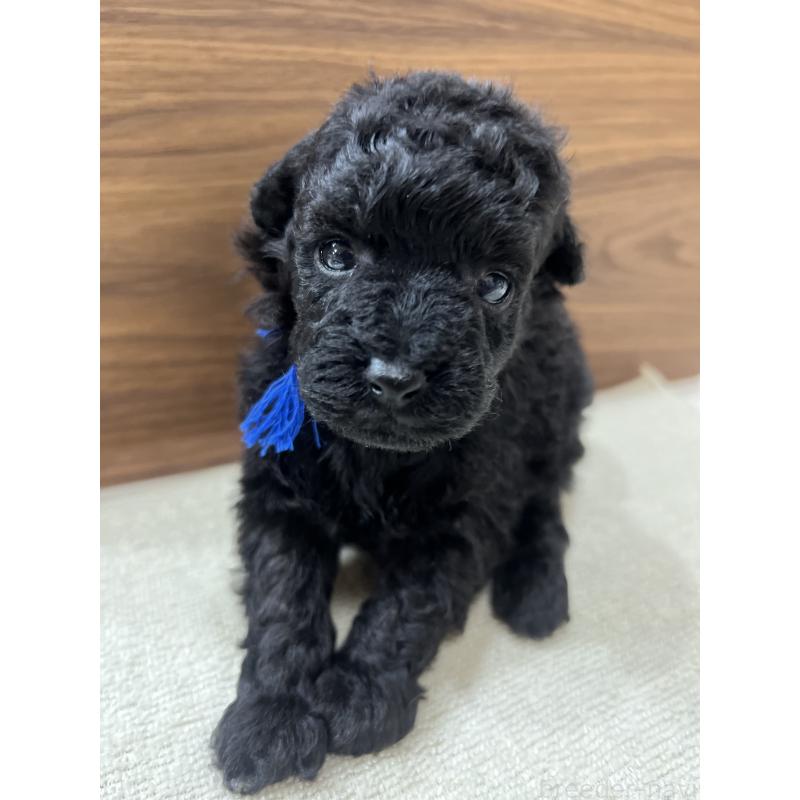 販売中の兵庫県のタイニープードル-422989の2枚目