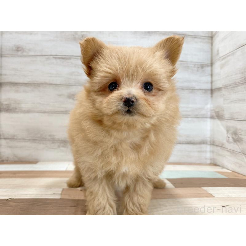 販売中の新潟県のポメプー:ポメラニアン×トイプードル-422991の5枚目