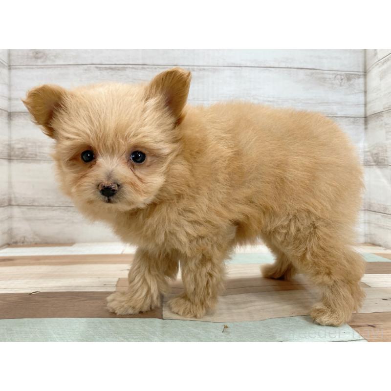 販売中の新潟県のポメプー:ポメラニアン×トイプードル-422991の4枚目