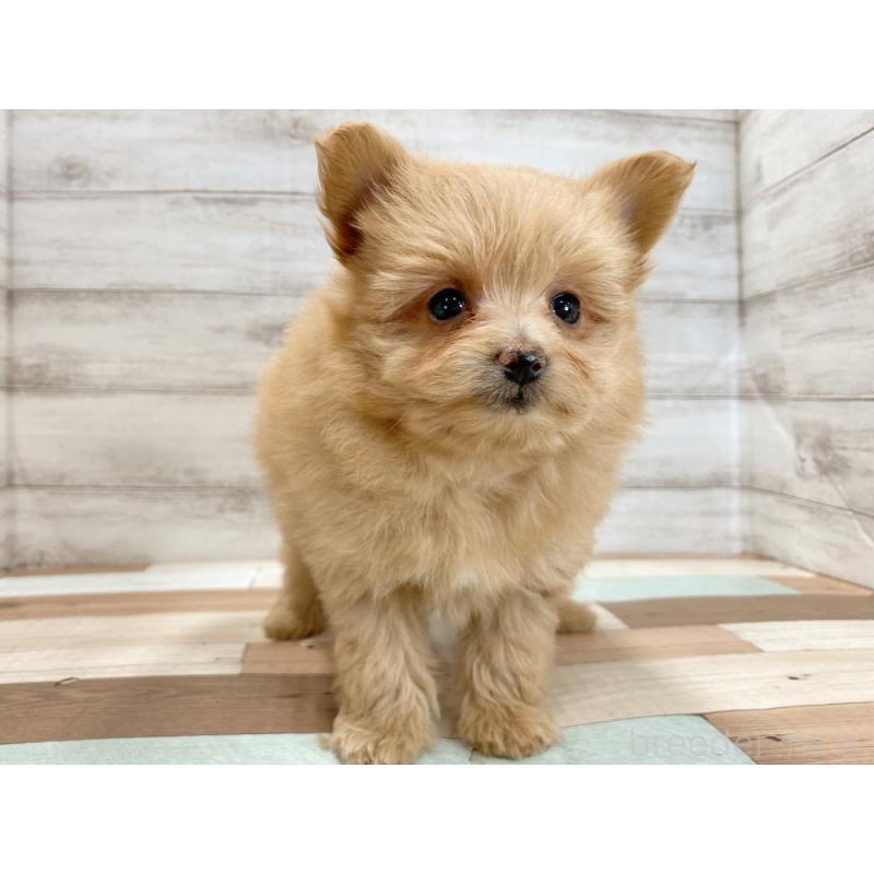 販売中の新潟県のポメプー:ポメラニアン×トイプードル-422991の3枚目