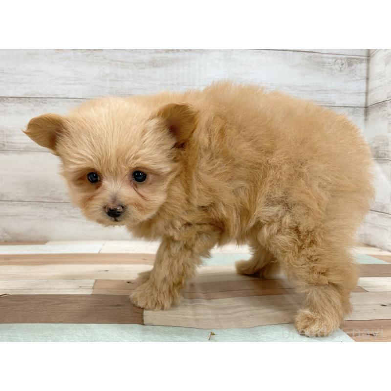 販売中の新潟県のポメプー:ポメラニアン×トイプードル-422991の2枚目