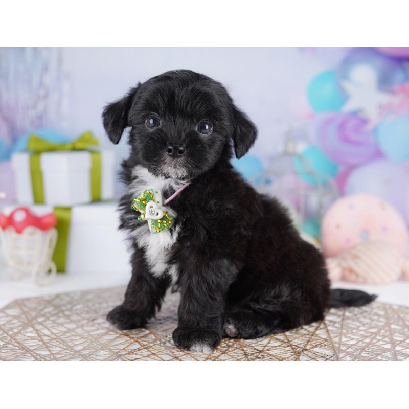 販売中ののミックス犬-422990