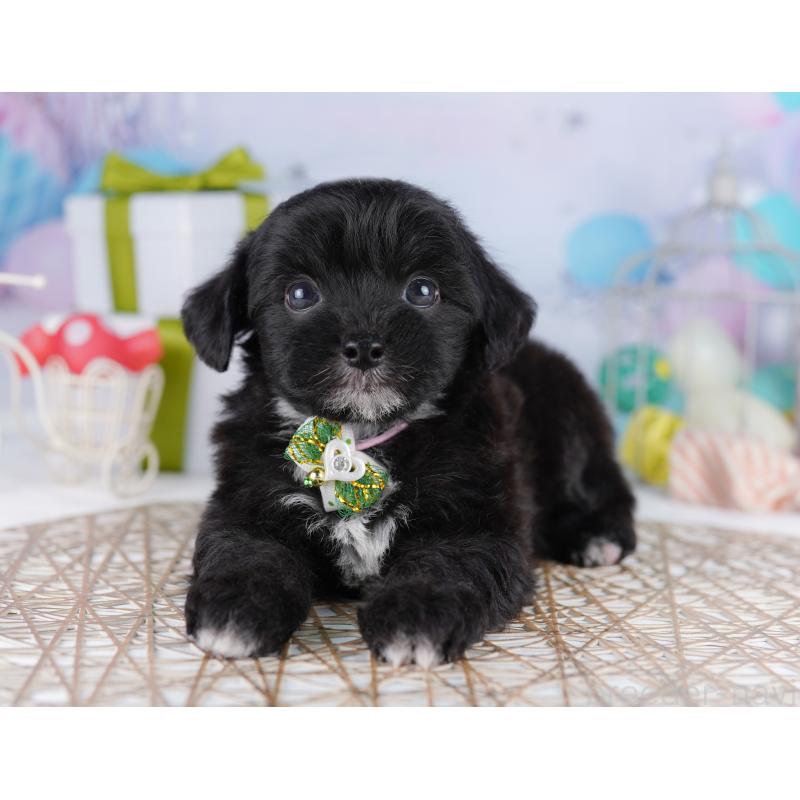 販売中の東京都のミックス犬-422990の6枚目