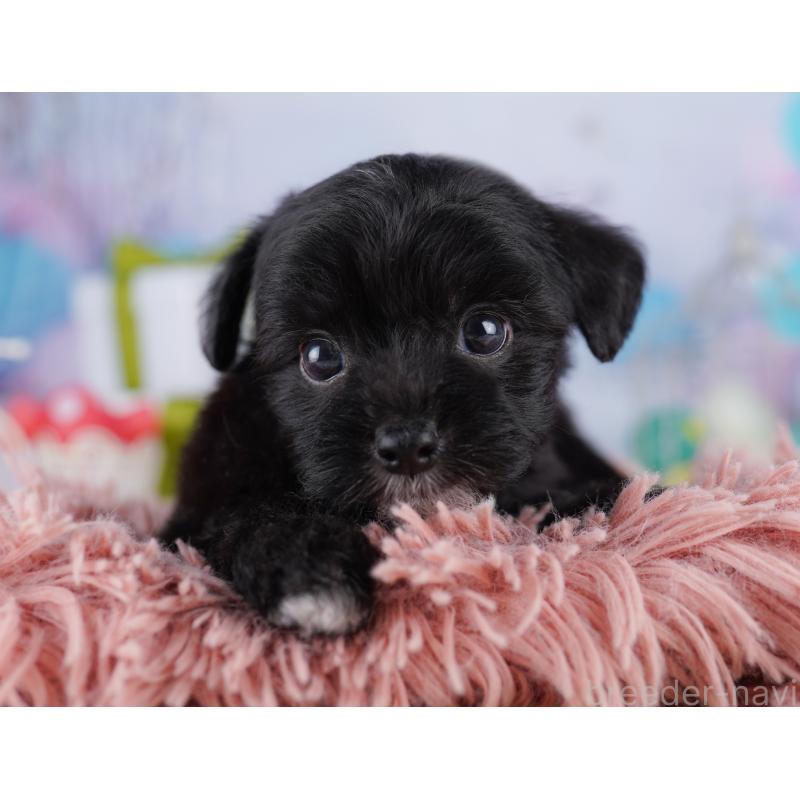 販売中の東京都のミックス犬-422990の5枚目