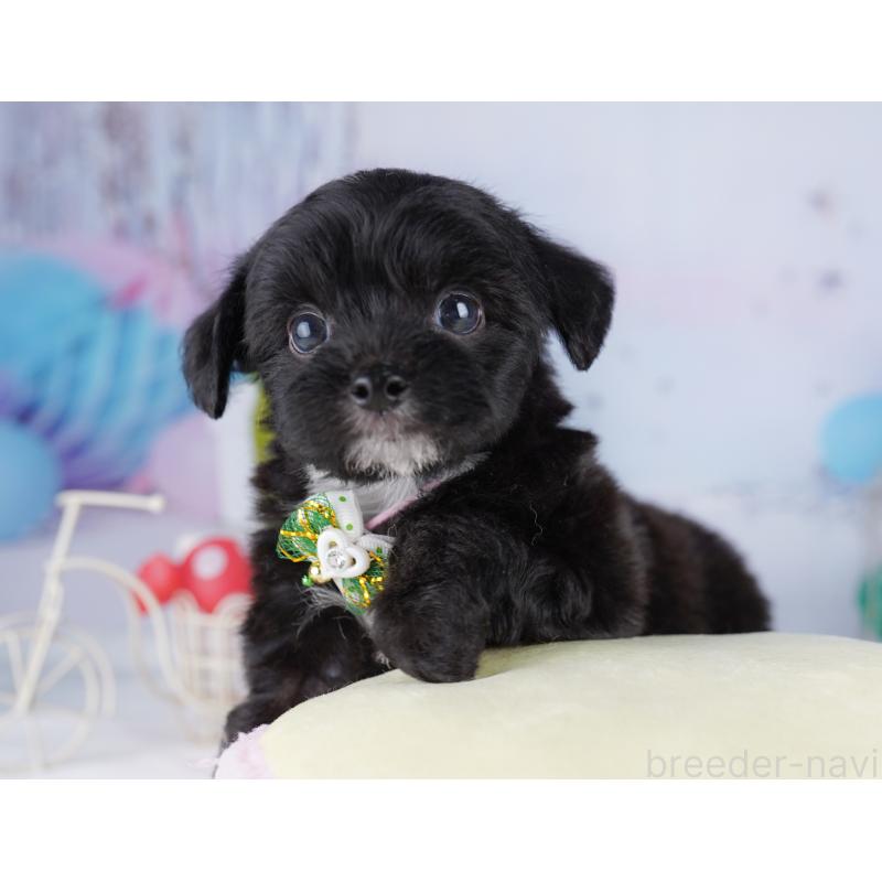 販売中の東京都のミックス犬-422990の4枚目