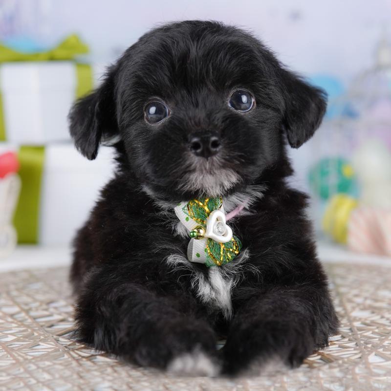 販売中の東京都のミックス犬-422990の3枚目