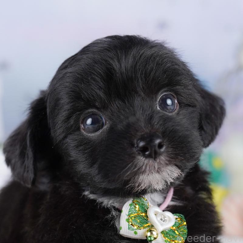 販売中の東京都のミックス犬-422990の2枚目